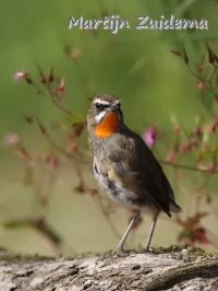 Roodkeelnachtegaal [Calliope calliope]